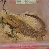 reptilien_005