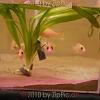 reptilien_012