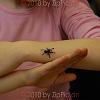 reptilien_013