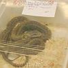reptilien_015