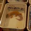 reptilien_018