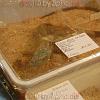 reptilien_019