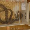reptilien_026