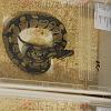 reptilien_029