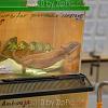 reptilien_032