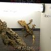 reptilien_034