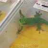 reptilien_038