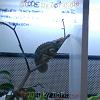 reptilien_039