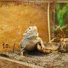 reptilien_042