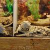 reptilien_043
