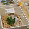 reptilien_044
