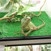 reptilien_048