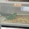 reptilien_051