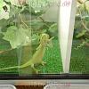 reptilien_052