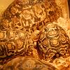 reptilien_054