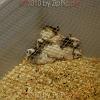 reptilien_055