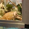 reptilien_056