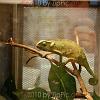reptilien_057