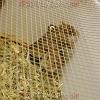 reptilien_062