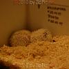 reptilien_064