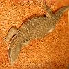 reptilien_065
