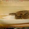 reptilien_066
