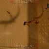 reptilien_070