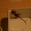 reptilien_072