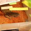 reptilien_073
