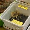 reptilien_075