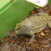 reptilien_076